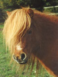 chestnut stallion head