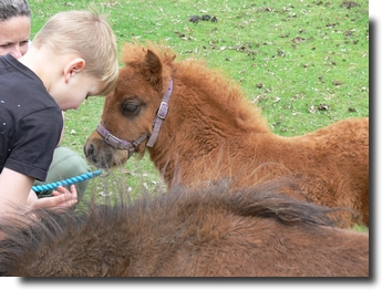 beltona miniature pony chestnut filly