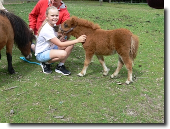 beltona miniature pony chestnut
                filly