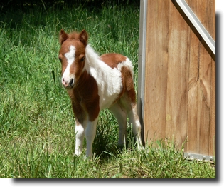 Chestnut pinto miniature filly