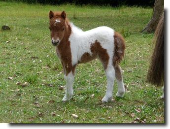 chestnut pinto filly