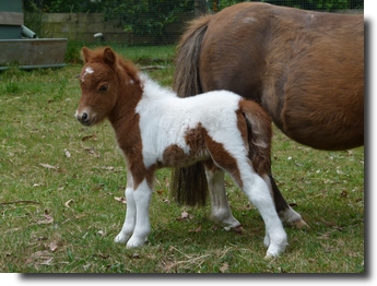 chestnut pinto filly