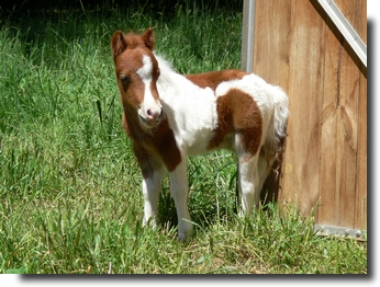 chestnut pinto filly