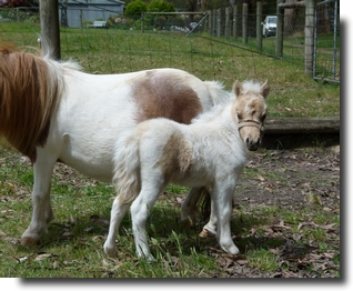 palomino pinto miniature filly