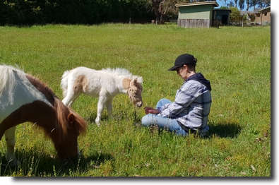 palomino pinto filly