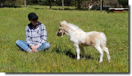 palomino pinto filly