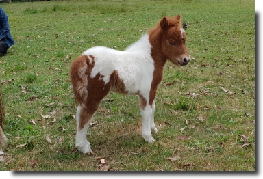 chestnut pinto filly