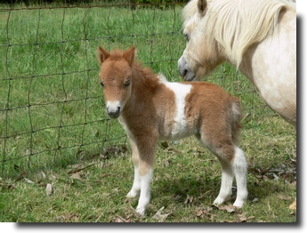 beltona miniature pony chestnut pinto filly