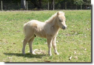 palomino colt