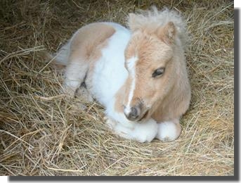 palomino pinto filly