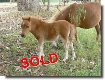 chestnut filly SOLD