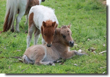 filly foal and colt foal together