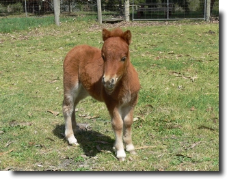 chestnut filly