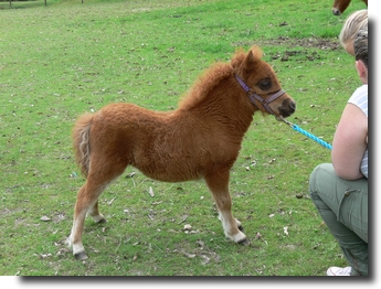 miniature chestnut filly