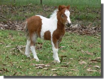 chestnut pinto filly