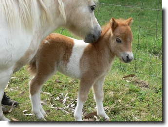 miniature chestnut pinto filly