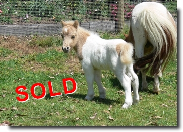 palomino pinto colt SOLD